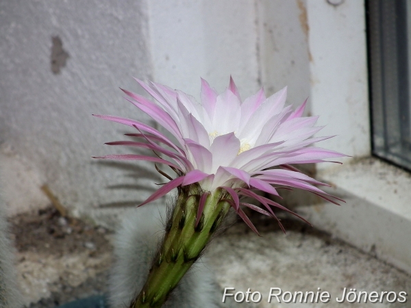 Echinopsis sjöborrekaktus